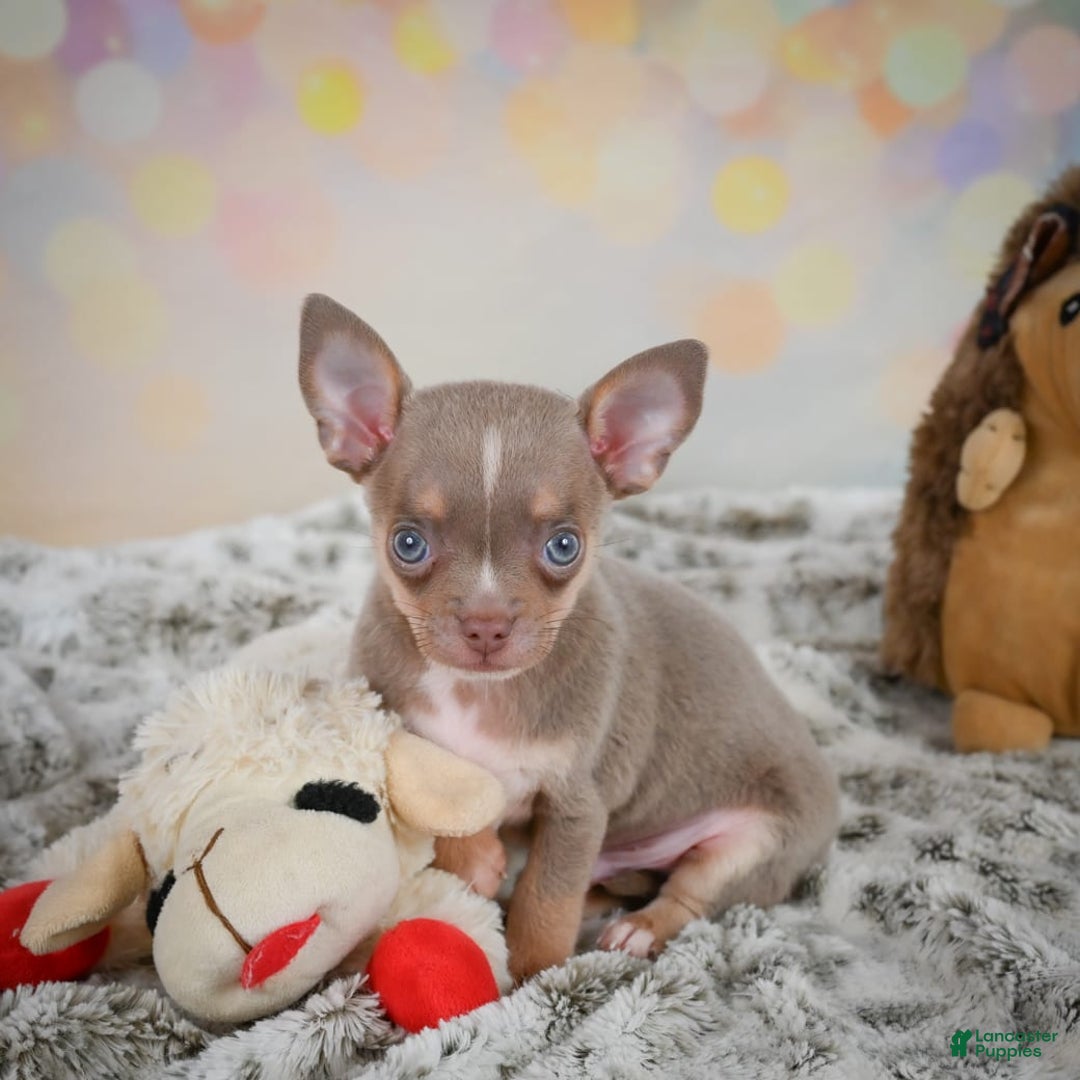 Chihuahua dogs for sale: Tobis - Image 5