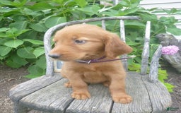 Golden Retriever dogs for sale: Faline - Image 3