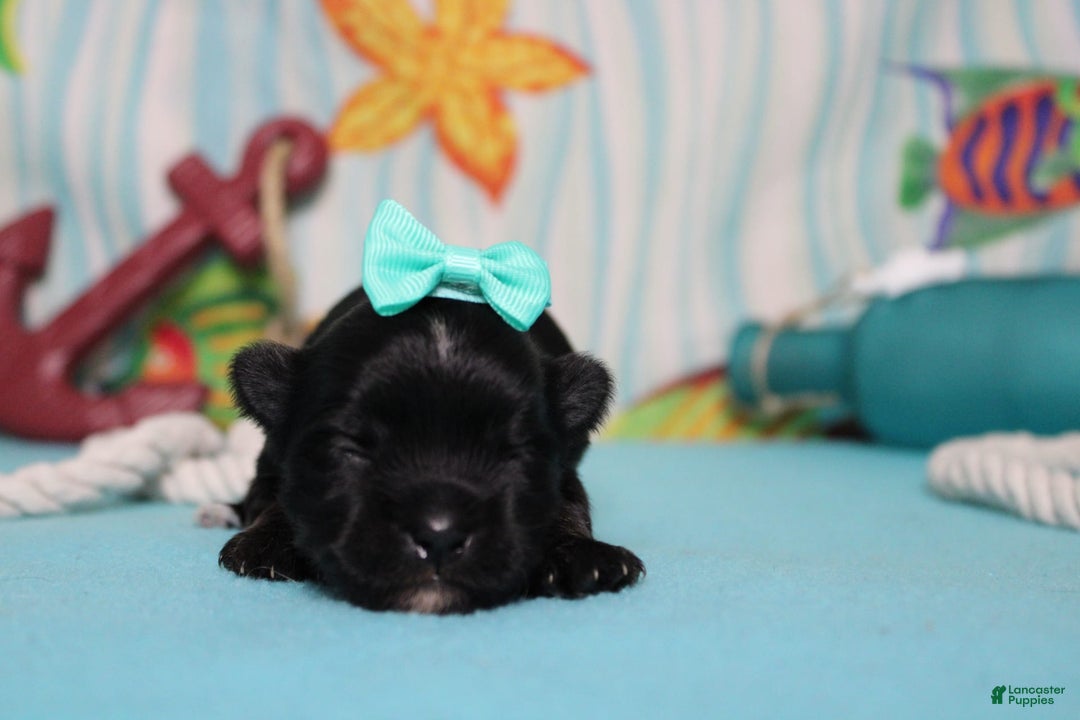 Morkie dogs for sale: Expresso - Image 7