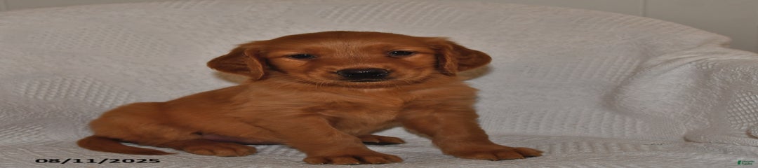 Piper