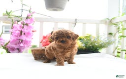 Toy Poodle dogs for sale: Victor - Image 5