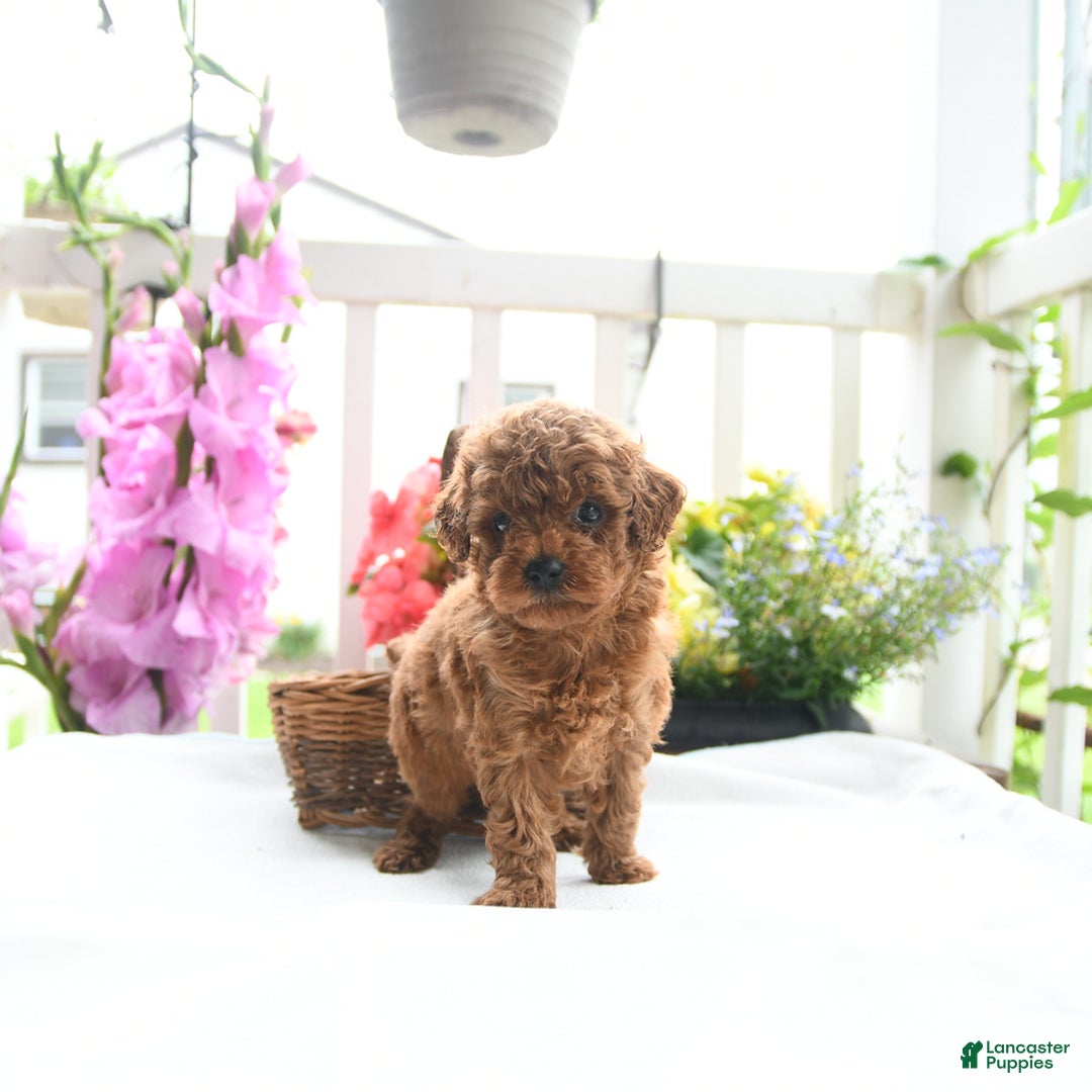 Toy Poodle dogs for sale: Victor - Image 5