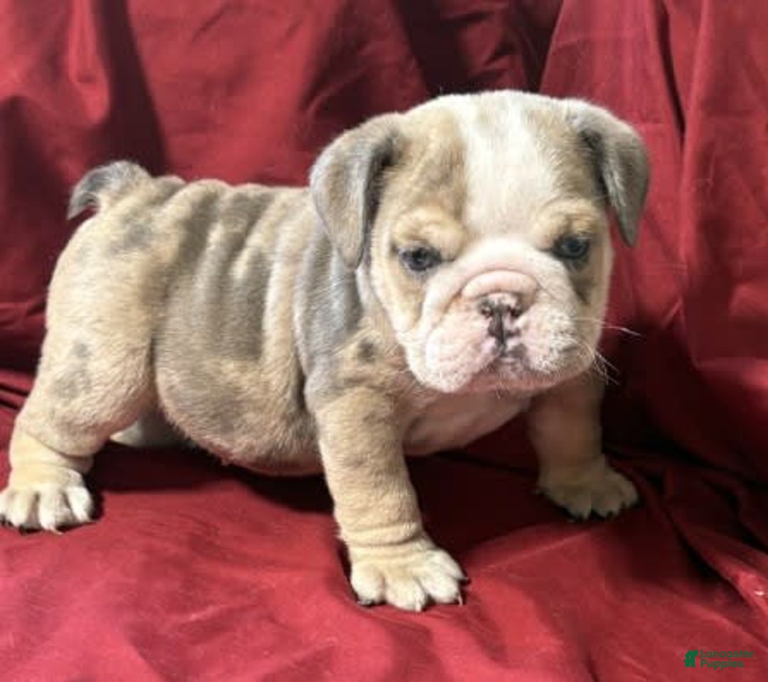 English Bulldog dogs for sale: Fido - Image 1