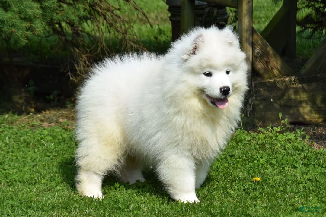 Samoyed dogs for sale: Cleo - Image 1