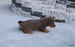 Miniature Dachshund dogs for sale: Bingo - Image 19
