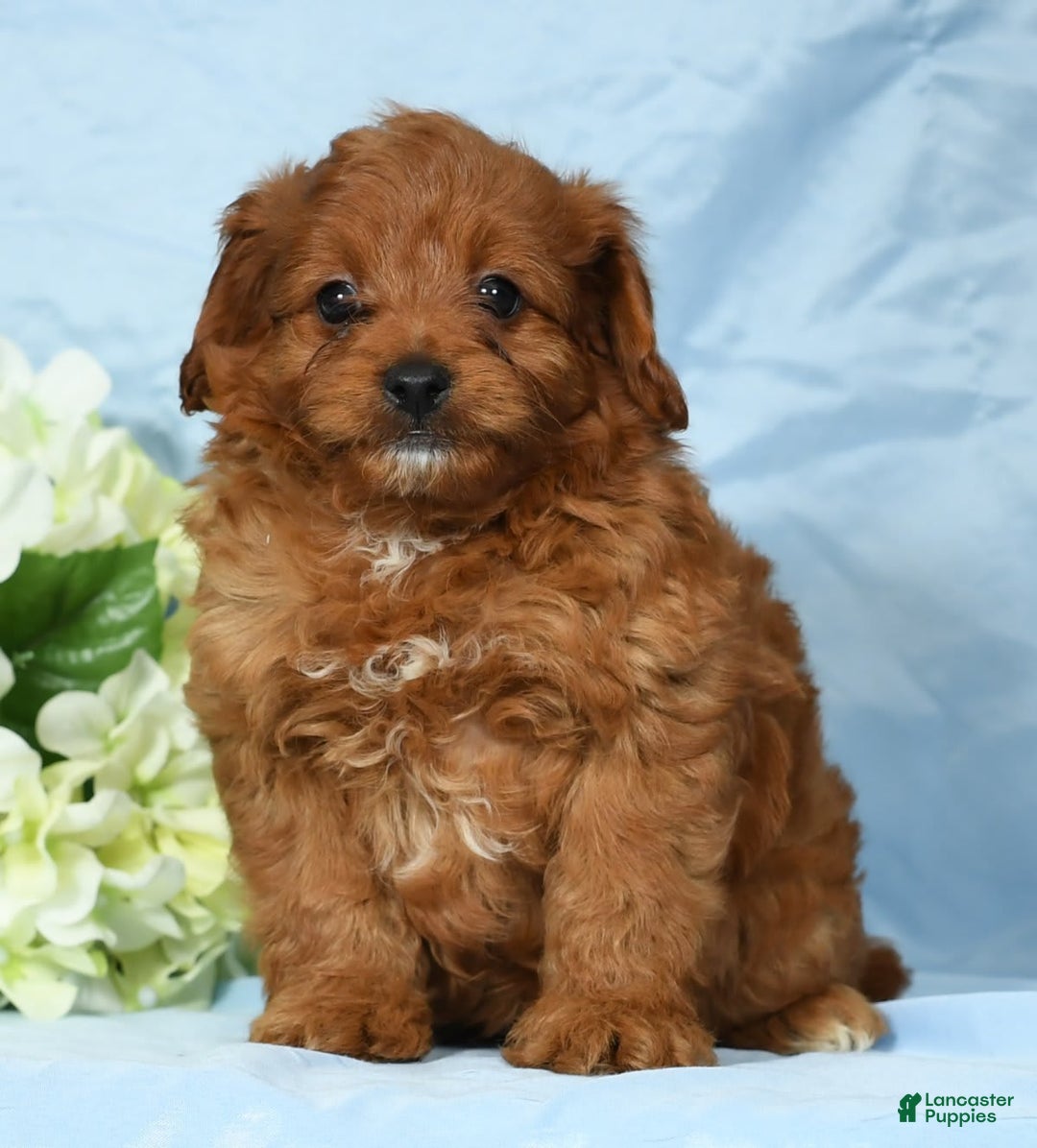 Cavapoo dogs for sale: Tinker - Image 1