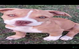 American Pit Bull Terrier dogs for sale: Nyla - Image 2