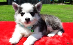 Pomsky dogs for sale: Chester - Image 3