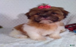 Shih Tzu dogs for sale: Hazel - Image 7