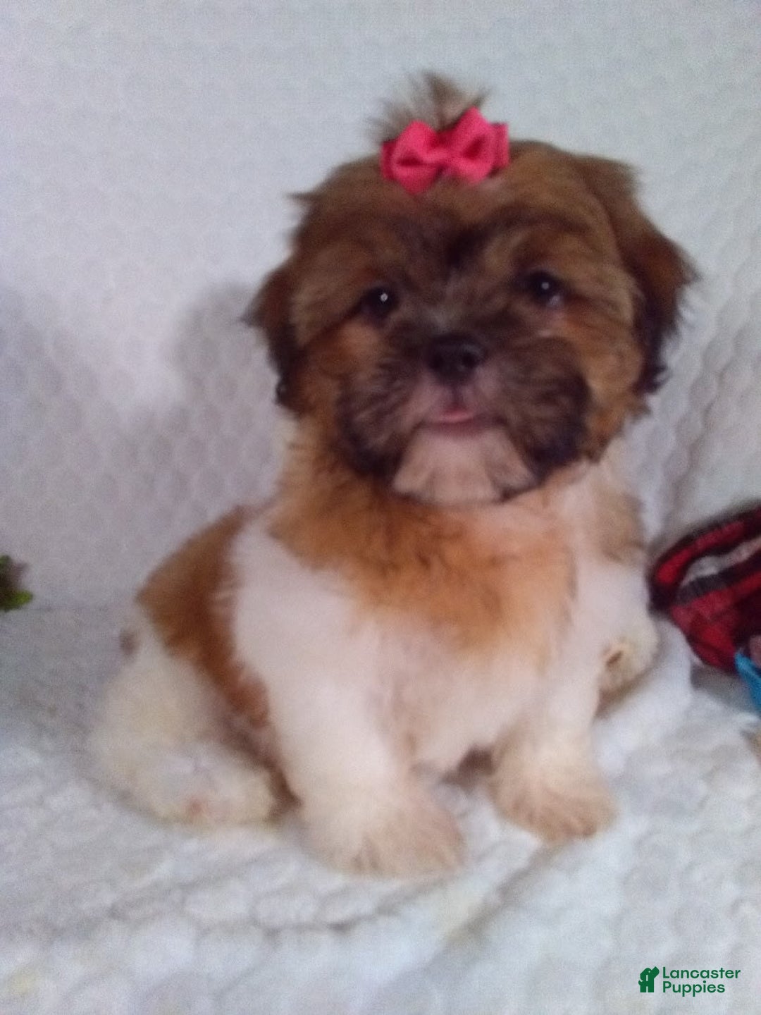 Shih Tzu dogs for sale: Hazel - Image 7