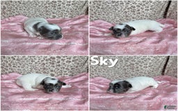 Chihuahua dogs for sale: Blue Sky Long Coat - Image 7