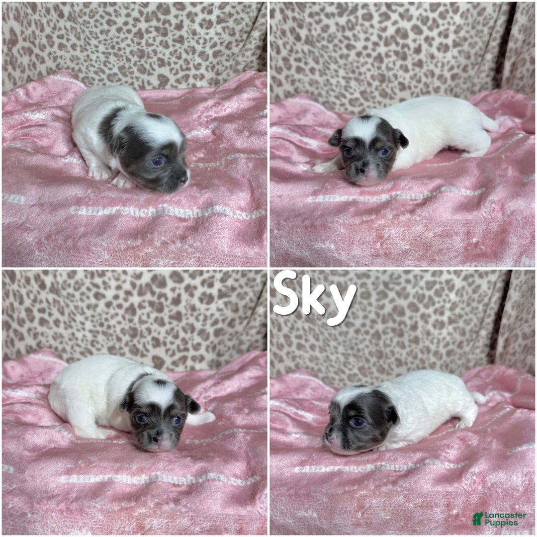 Chihuahua dogs for sale: Blue Sky Long Coat - Image 7