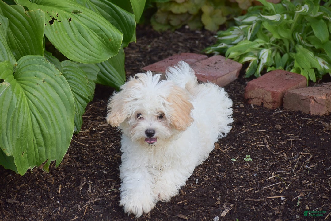 Cavapoo dogs for sale: Harmony - Image 9