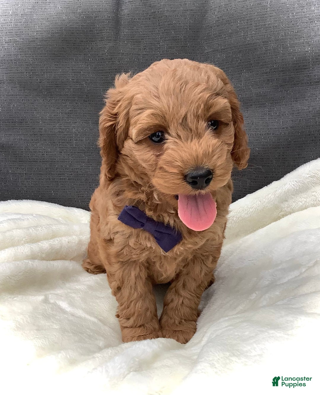 Cockapoo dogs for sale: Finn - Image 8