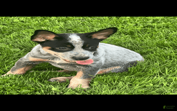 Australian Cattle Dog dogs for sale: Australian Cattle Dog 4 puppies - Image 3
