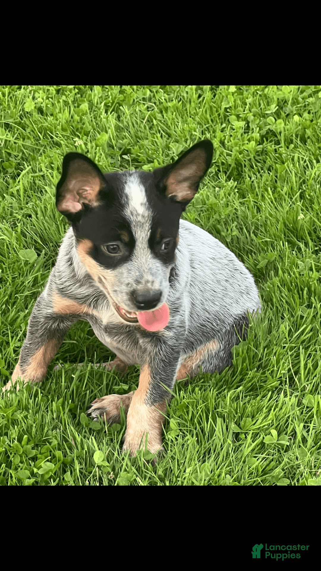 Australian Cattle Dog dogs for sale: Australian Cattle Dog 4 puppies - Image 3