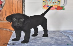 Labrador Retriever dogs for sale: Carter - Image 4