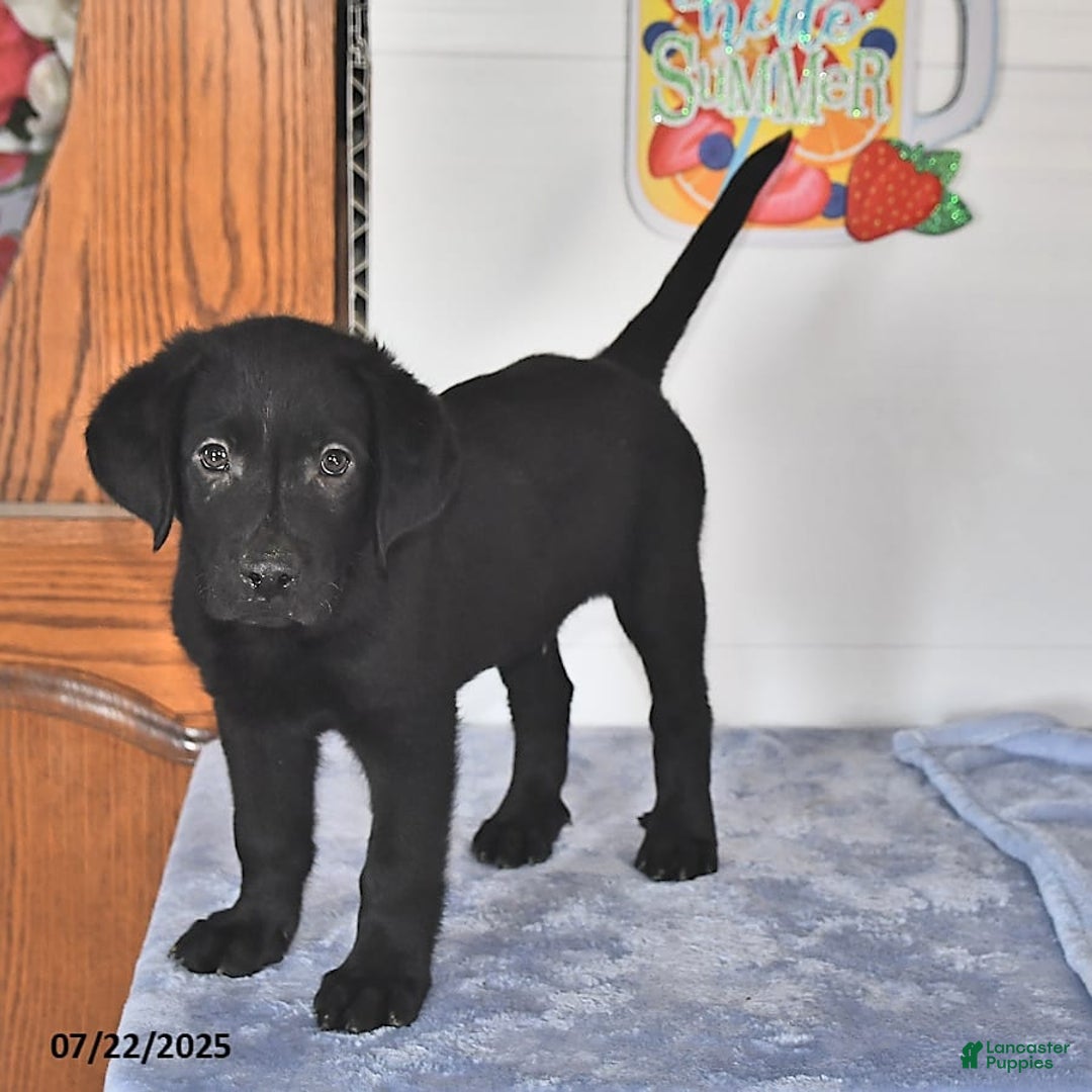 Labrador Retriever dogs for sale: Carter - Image 4