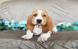 Basset Hound dogs for sale: Sally - Image 4