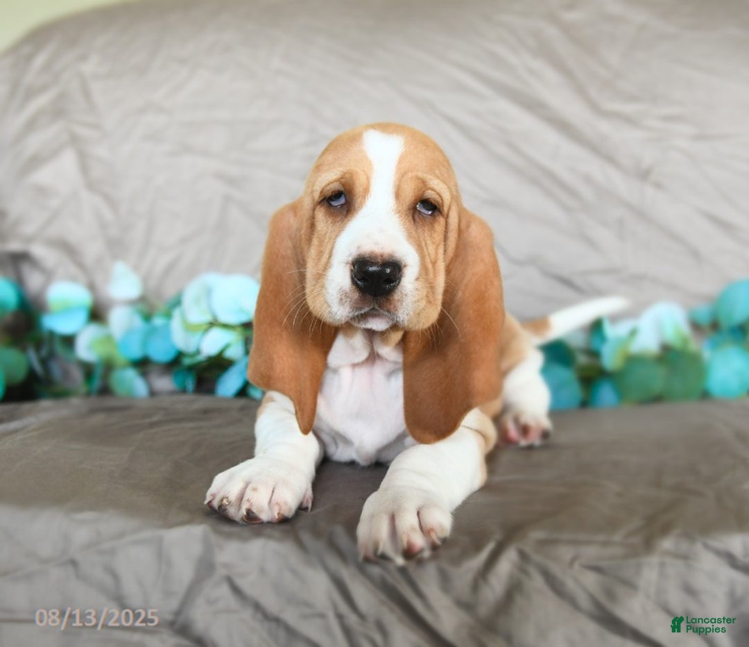 Basset Hound dogs for sale: Sally - Image 4