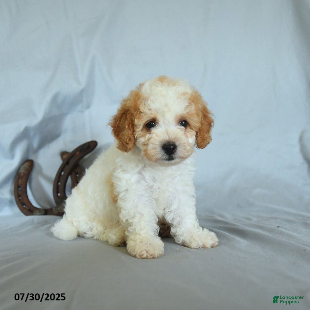 Shihpoo dogs for sale: Roscoe - Image 2