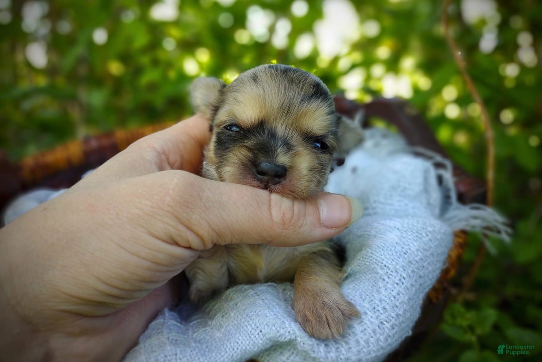 Morkie dogs for sale: Rare Merle Dragonfly - Image 8