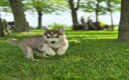 Siberian Husky dogs for sale: Jubilee - Image 1