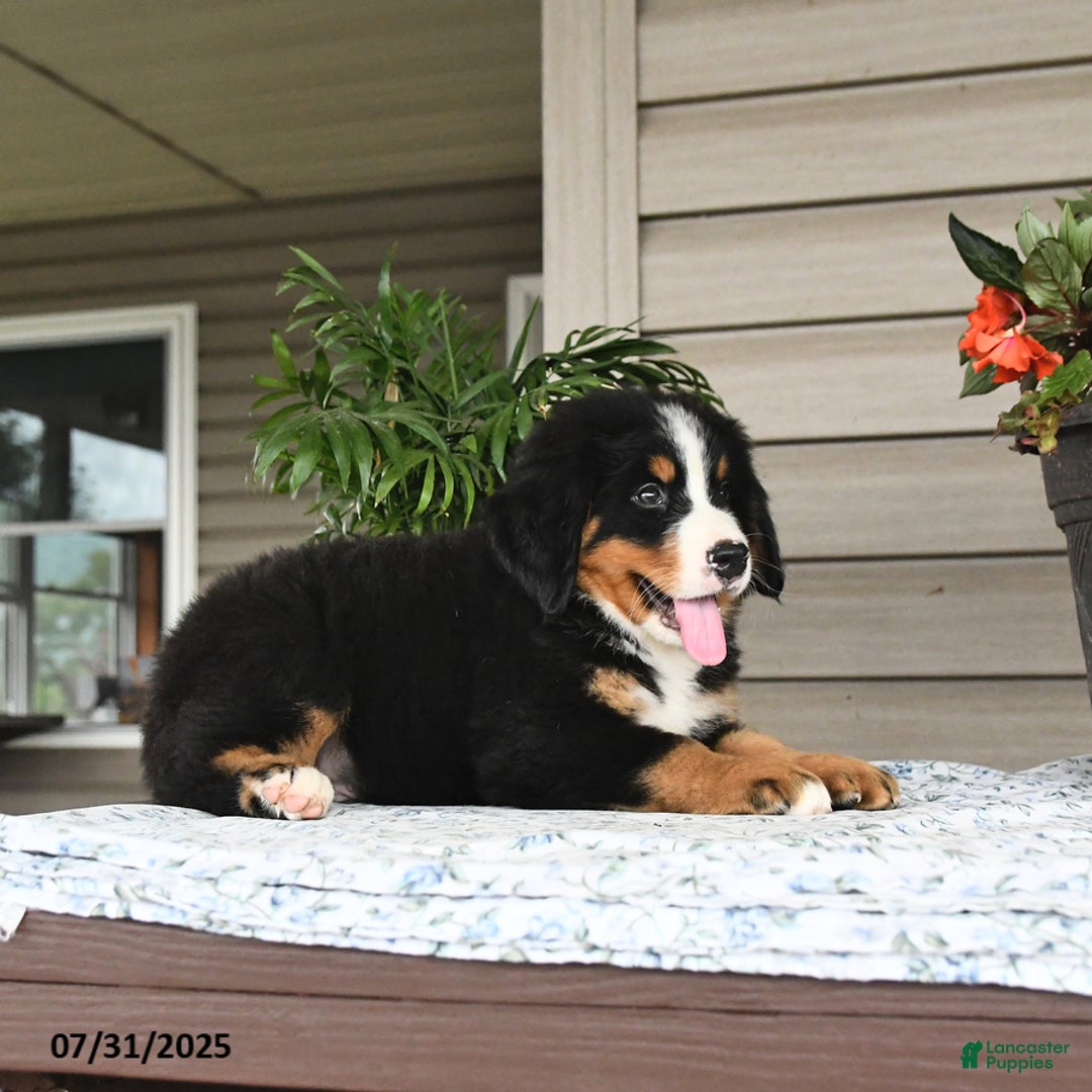 Bernese Mountain Dog dogs for sale: Blaze - Image 4