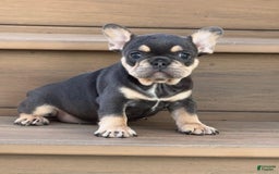 French Bulldog dogs for sale: Honey - Image 9
