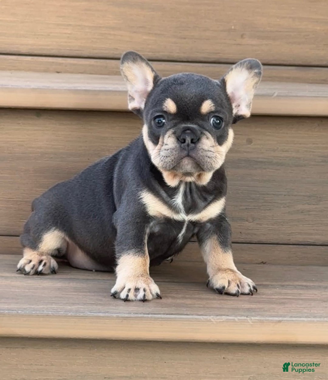 French Bulldog dogs for sale: Honey - Image 9