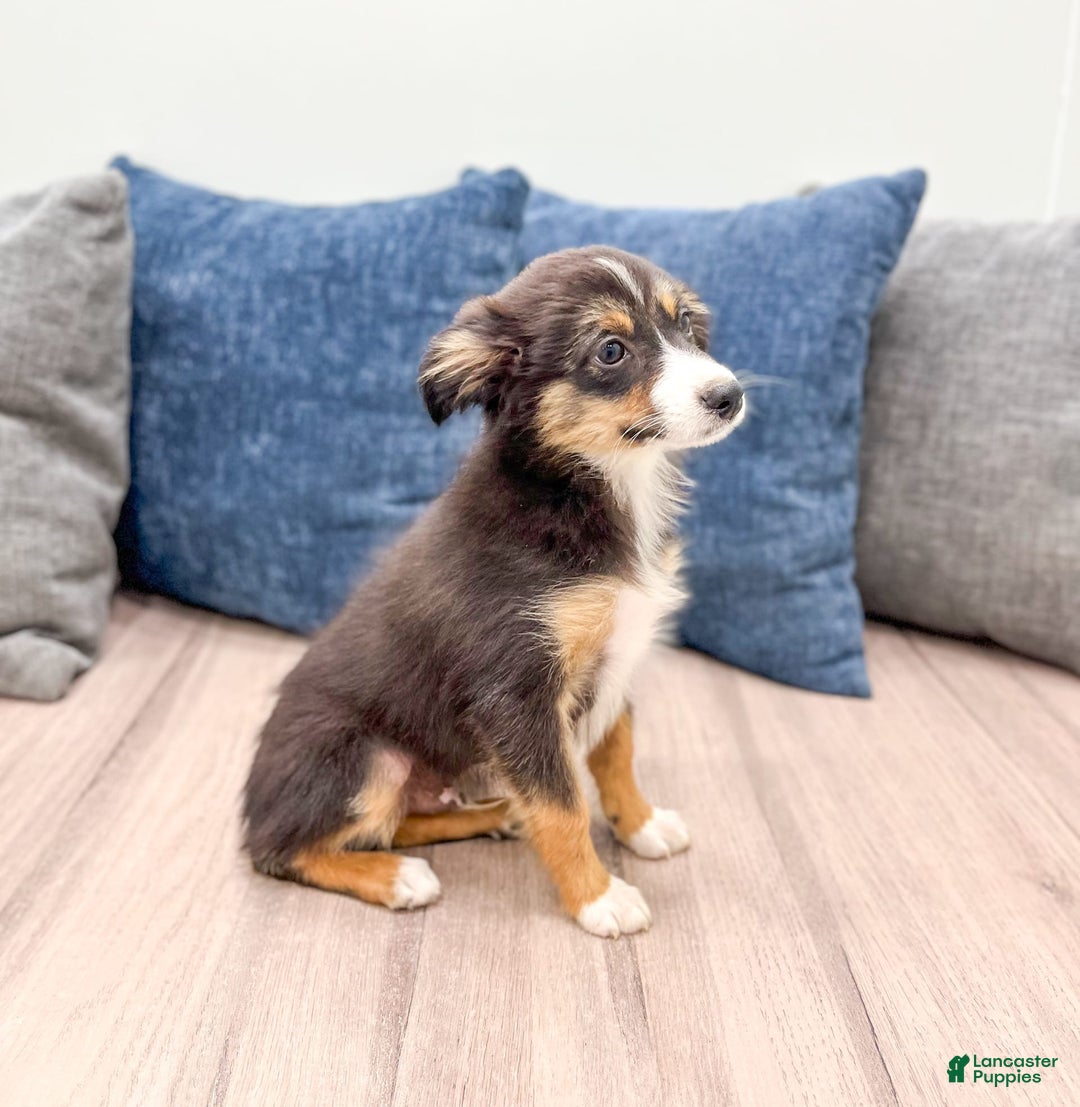 Miniature Australian Shepherd dogs for sale: Ace - Image 4