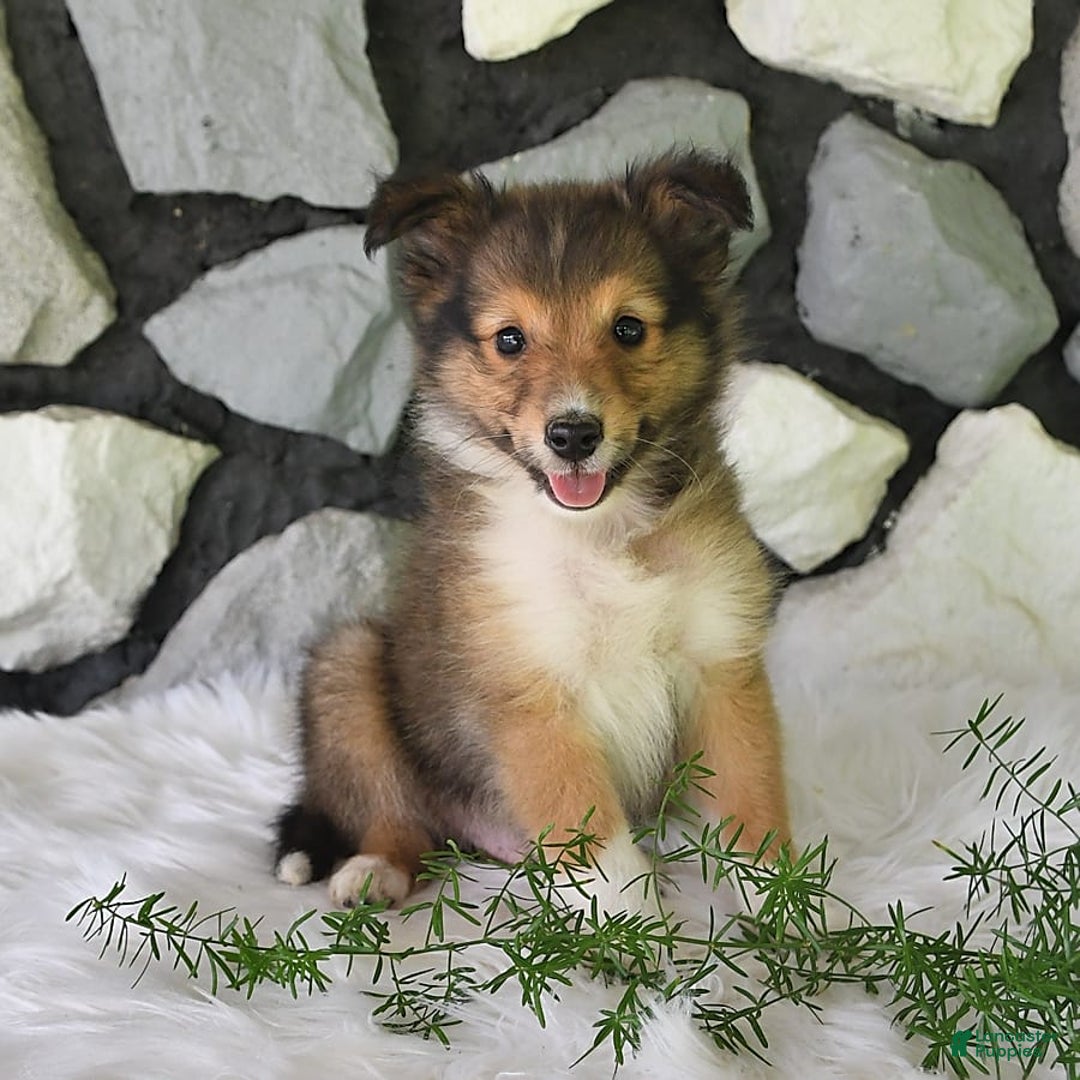 Shetland Sheepdog dogs for sale: Buddy - Image 5