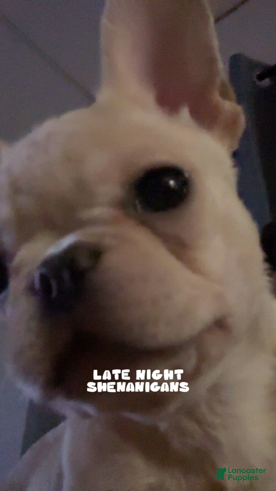 French Bulldog dogs for sale: Khaleesi - Image 1