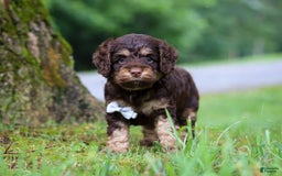 Cockapoo dogs for sale: Ace - Image 7