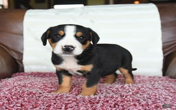 Greater Swiss Mountain Dog dogs for sale: Georgia - Image 7