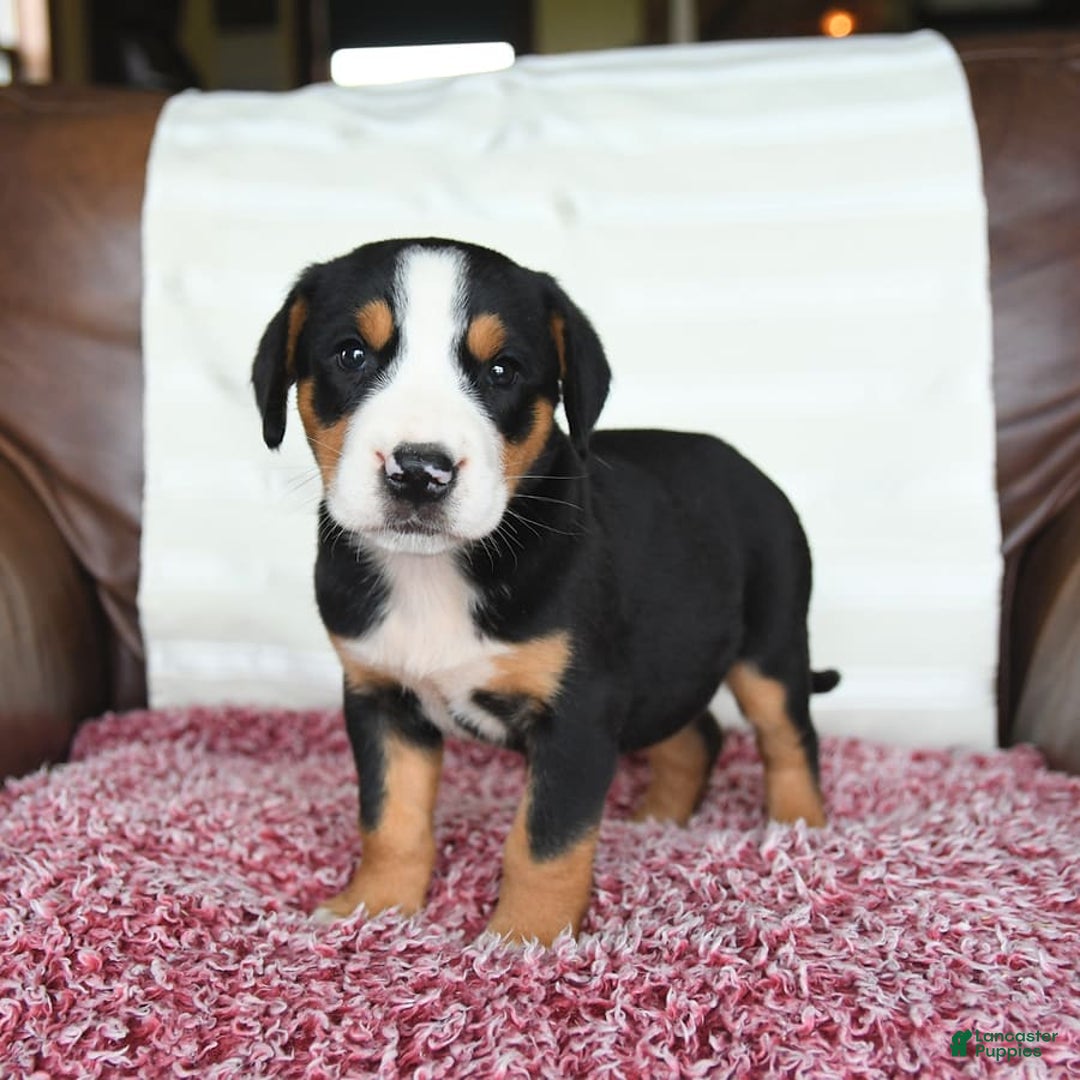 Greater Swiss Mountain Dog dogs for sale: Georgia - Image 7