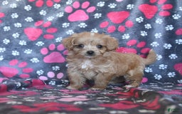 Cavapoo dogs for sale: Alex - Image 4