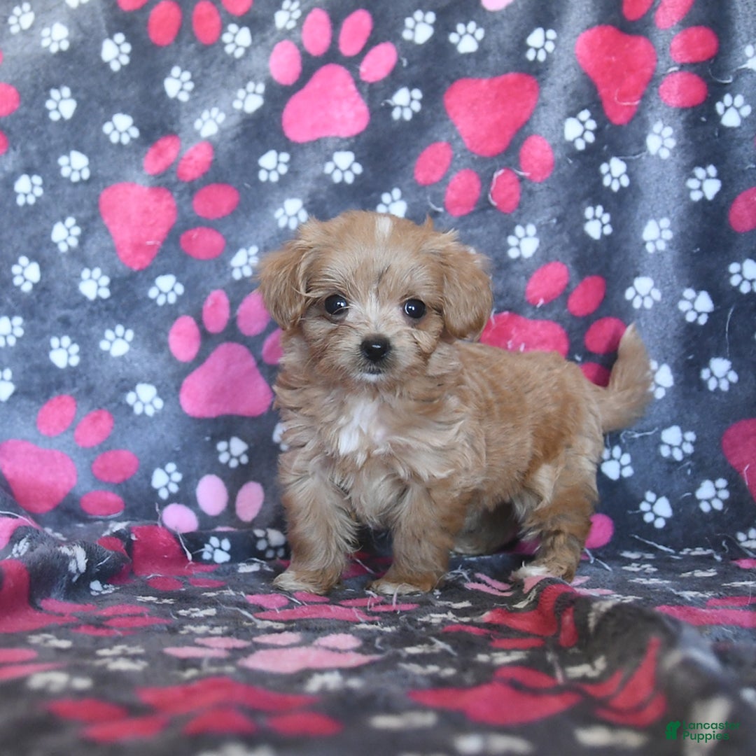 Cavapoo dogs for sale: Alex - Image 4