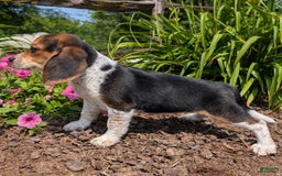 Beagle dogs for sale: Eclair - Image 7