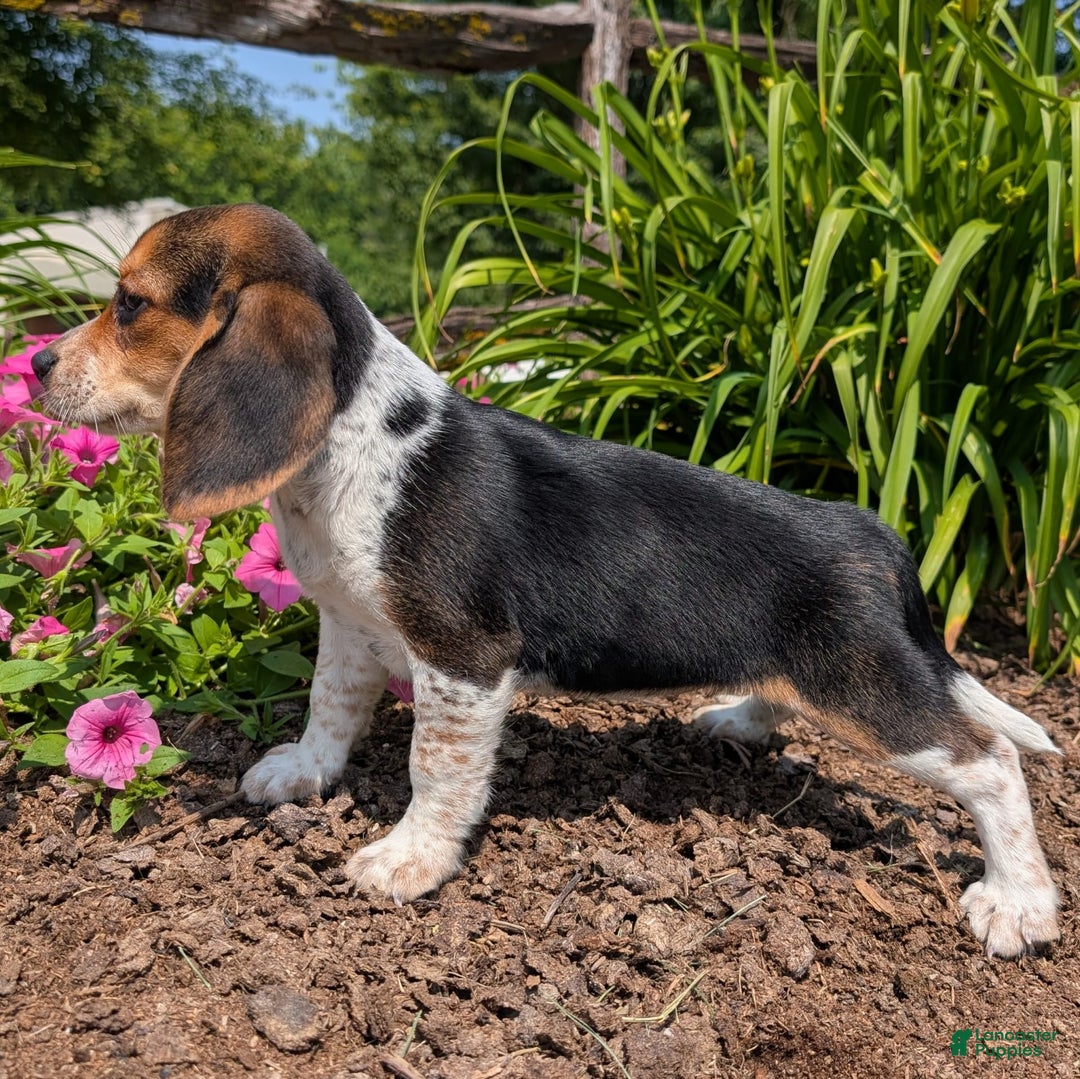 Beagle dogs for sale: Eclair - Image 7