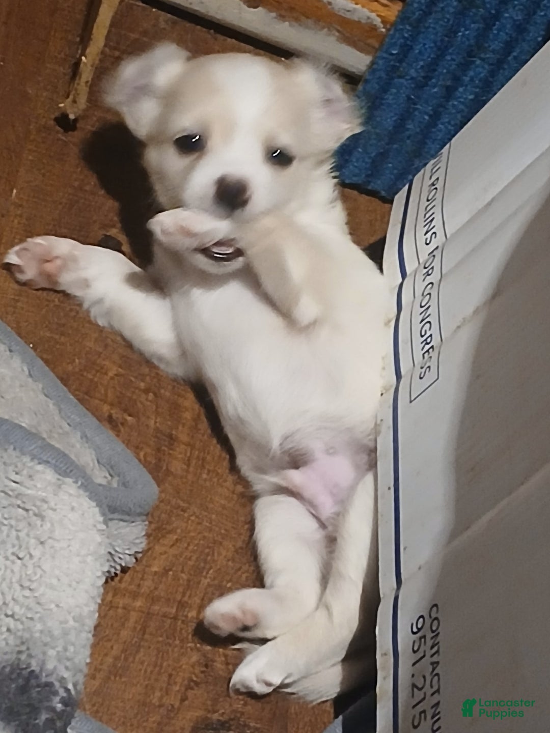 Chihuahua dogs for sale: Fluffy white Puppies - Image 13