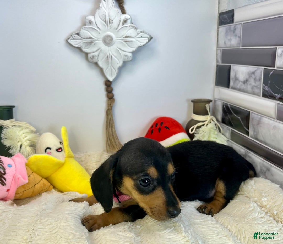 Miniature Dachshund dogs for sale: Jasmine - Image 4