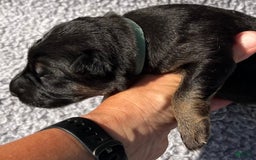 German Shepherd dogs for sale: Boy - Image 9