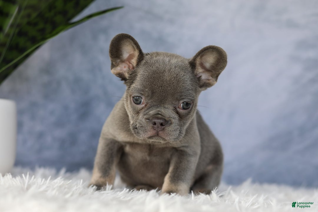 French Bulldog dogs for sale: Ember - Image 2