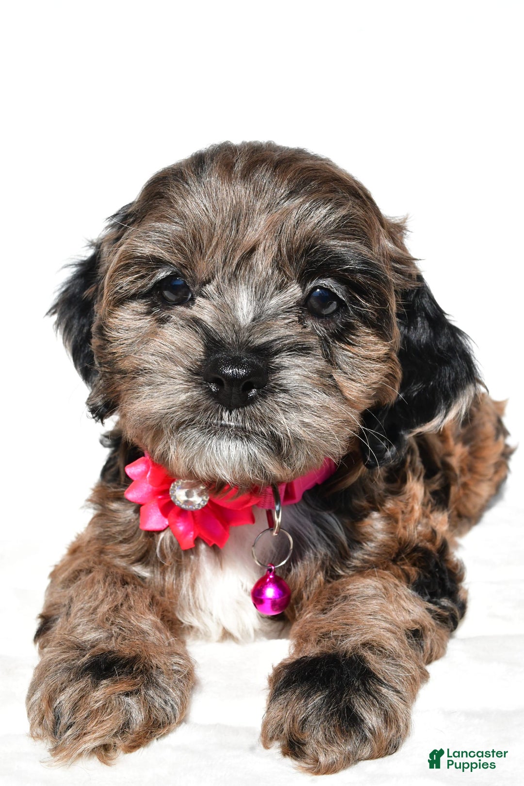 Cockapoo dogs for sale: Stalle - Image 2