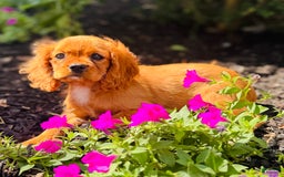 Cavalier King Charles Spaniel dogs for sale: Rose - Image 7