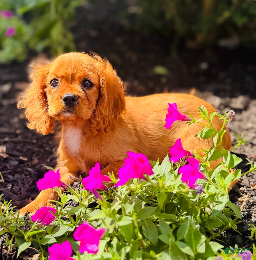 Cavalier King Charles Spaniel dogs for sale: Rose - Image 7