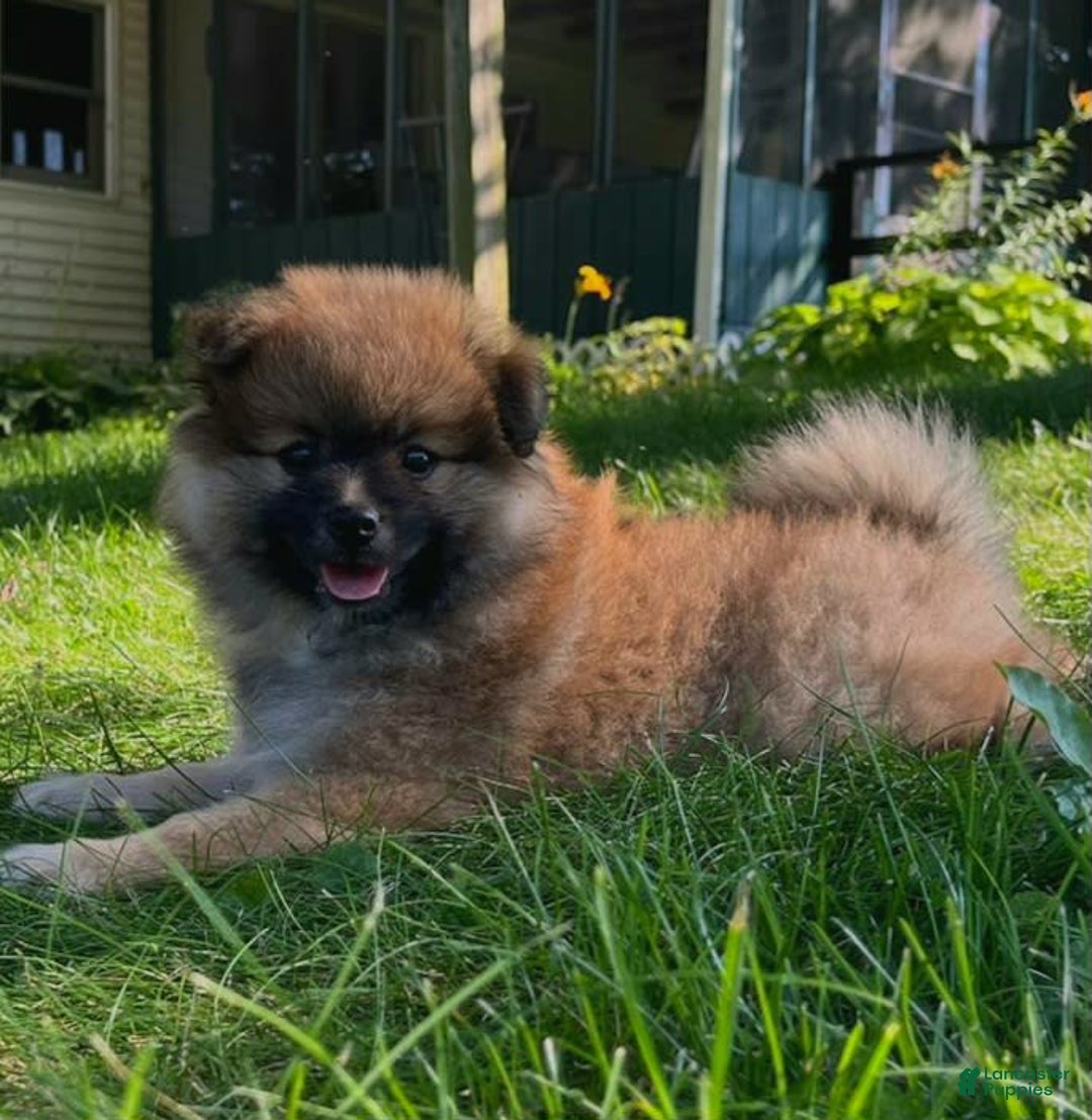 Pomeranian dogs for sale: Finley - Image 6