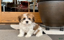 Havanese dogs for sale: Sandra - Image 6