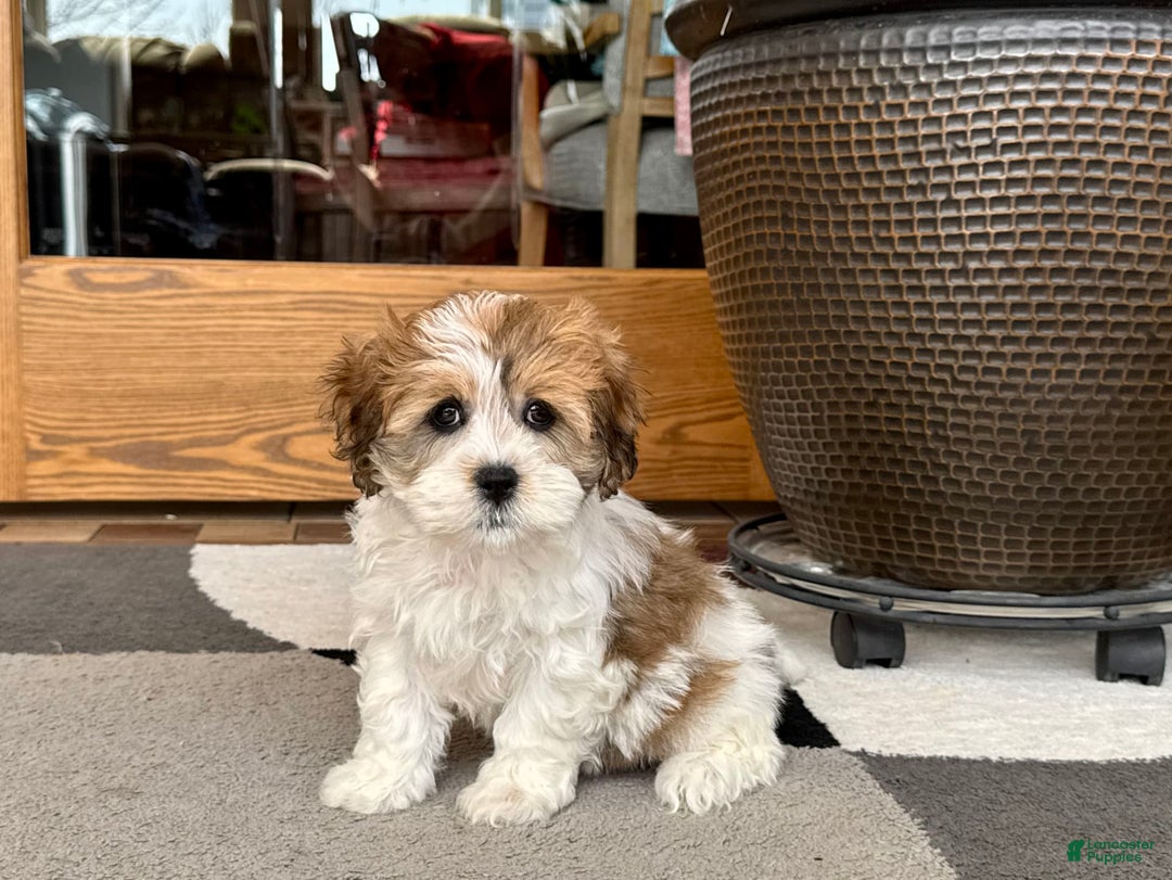 Havanese dogs for sale: Sandra - Image 6